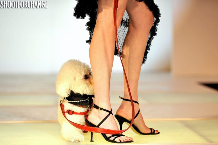 fashion for paws, stef woods, walter grio